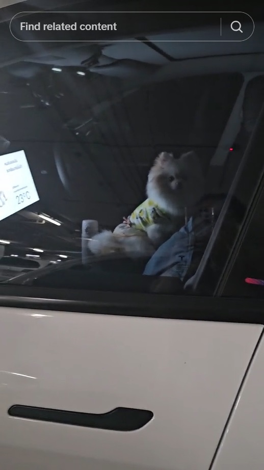 วิธีปล่อยน้องหมาไว้ในรถ