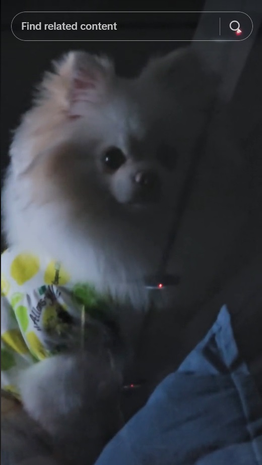 วิธีปล่อยน้องหมาไว้ในรถ