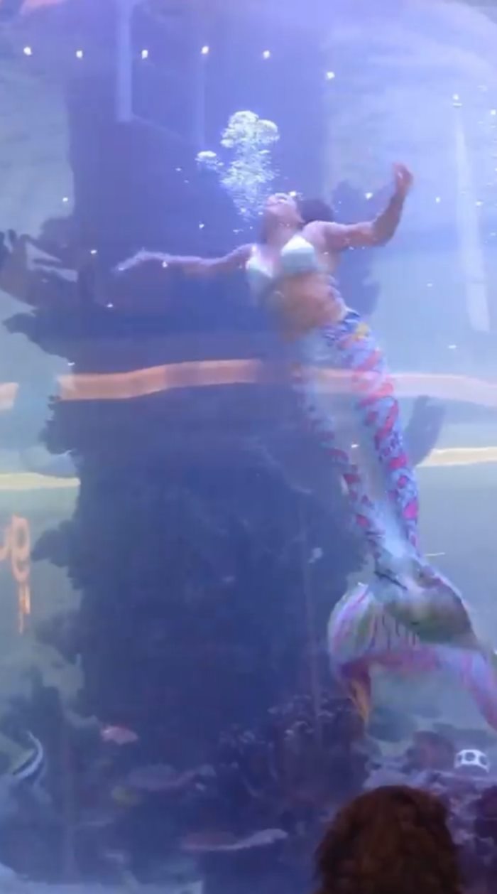 แสดงโชว์เงือก