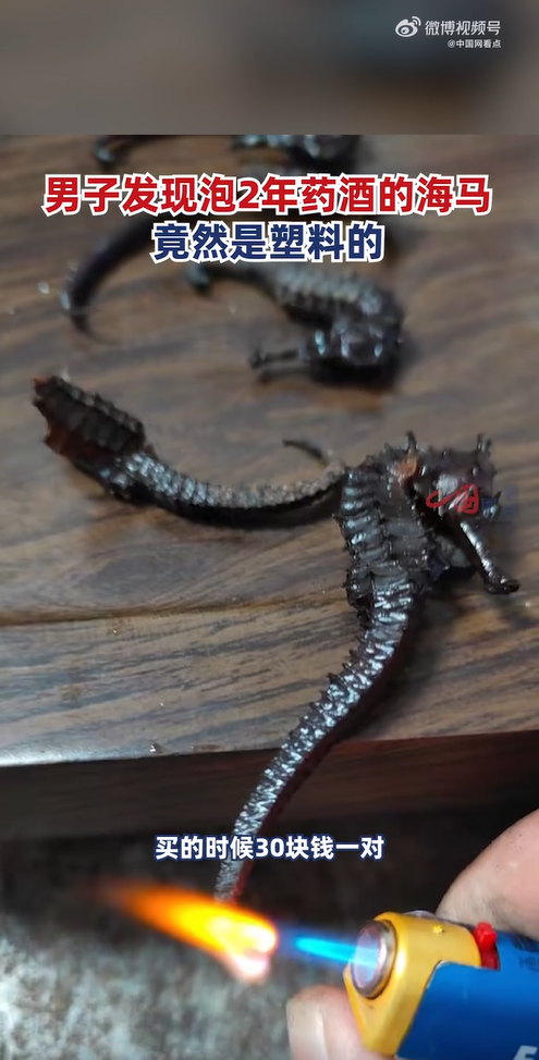 มังกรทะเลมาดองเหล้า