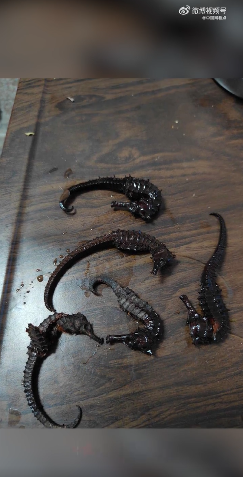 มังกรทะเลมาดองเหล้า