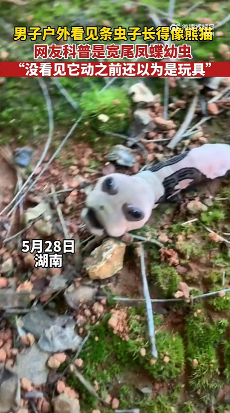 สัตว์ปริศนา