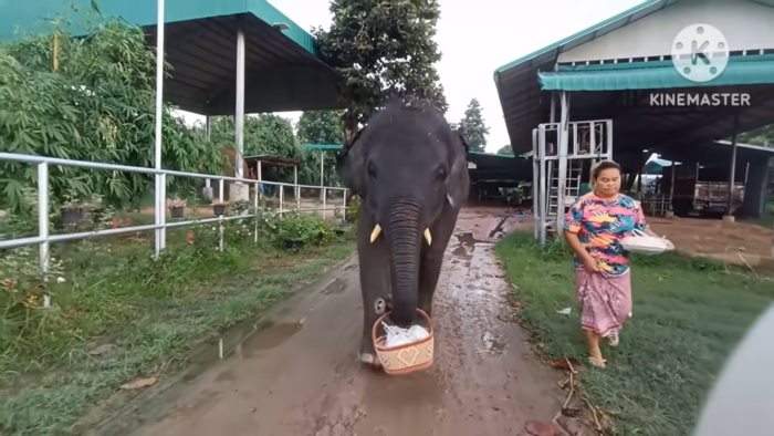 พลายดาวมงคล 