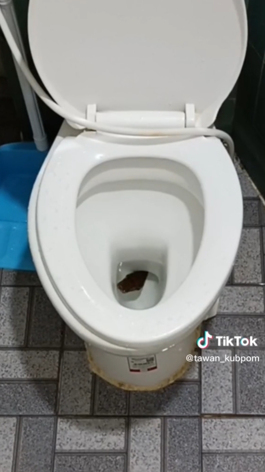 งูในชักโครก