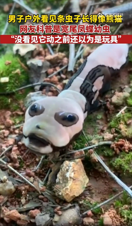 สัตว์ปริศนา