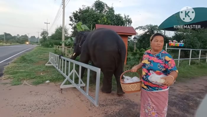 พลายดาวมงคล 