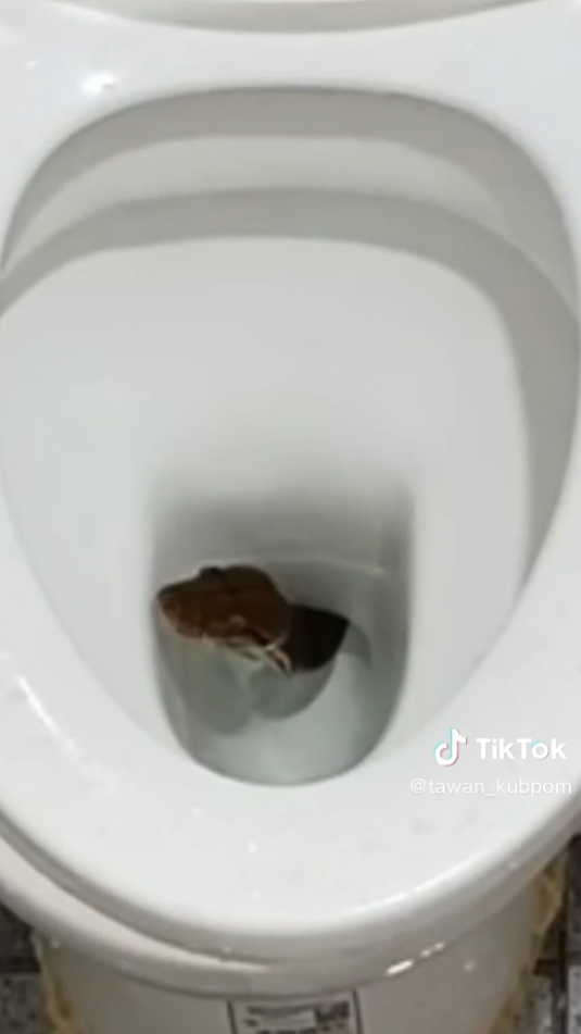 งูในชักโครก