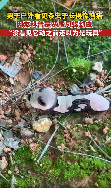 สัตว์ปริศนา