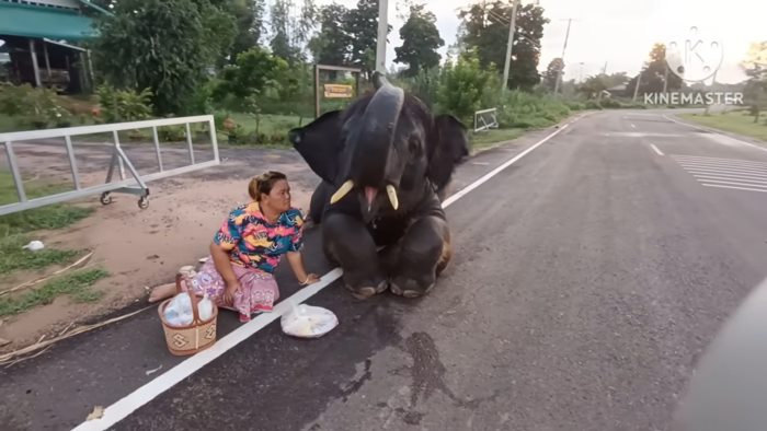 พลายดาวมงคล 