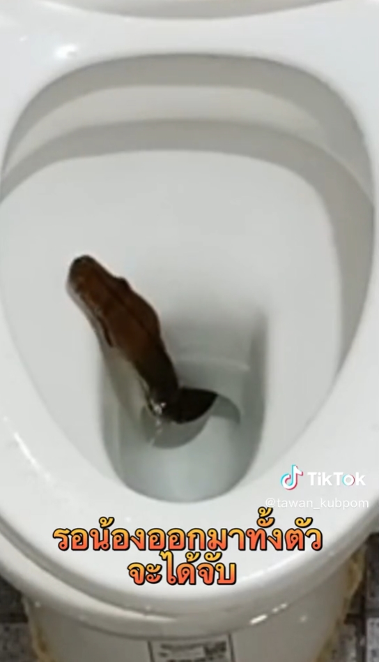 งูในชักโครก