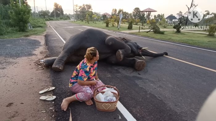 พลายดาวมงคล 