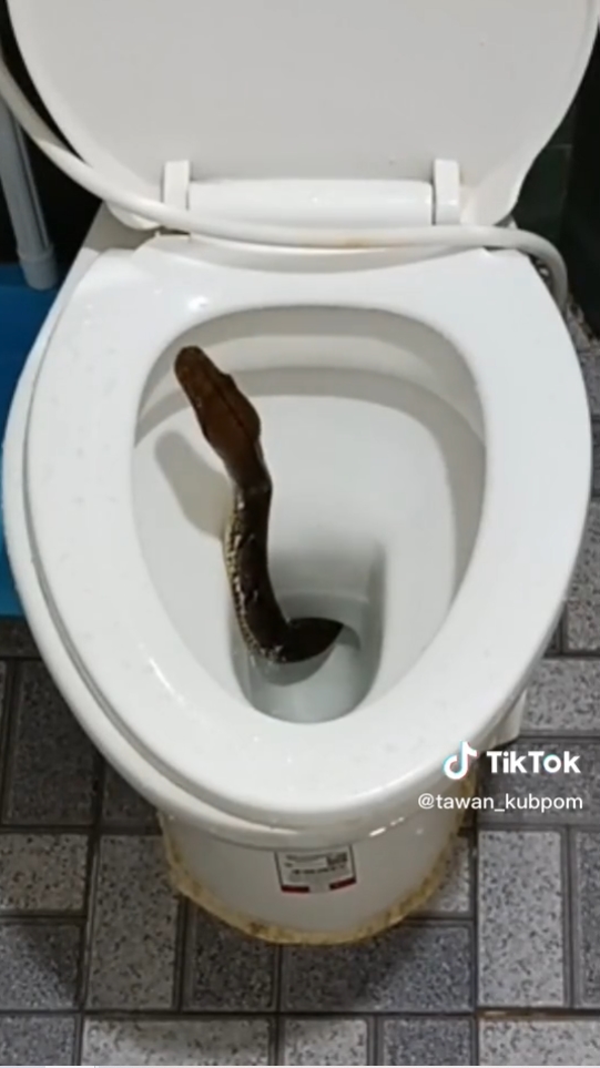 งูในชักโครก