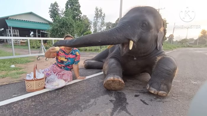 พลายดาวมงคล 