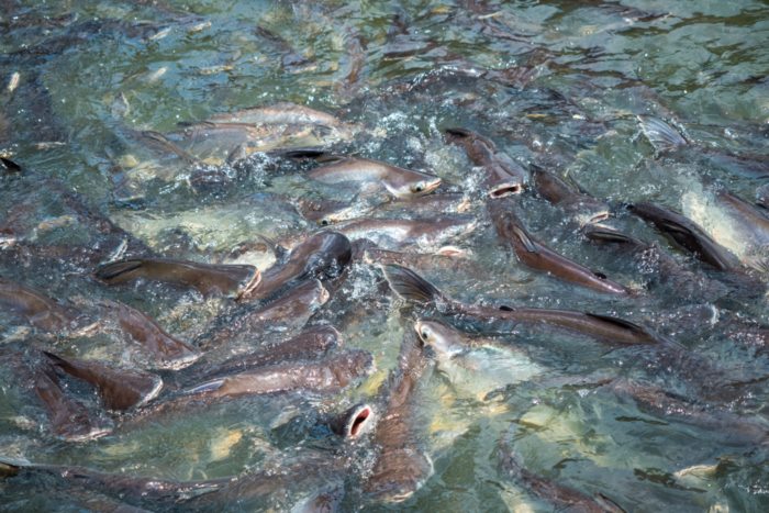 ปล่อยปลา