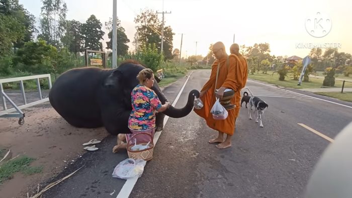 พลายดาวมงคล 