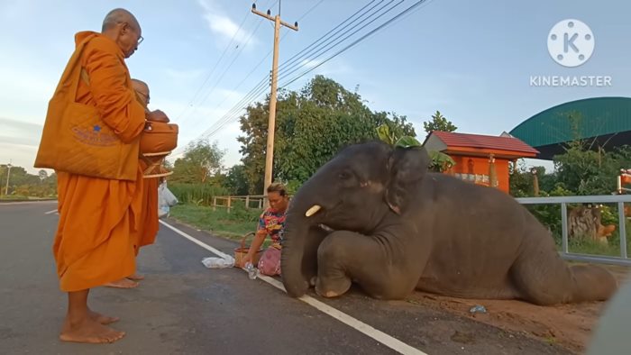 พลายดาวมงคล 