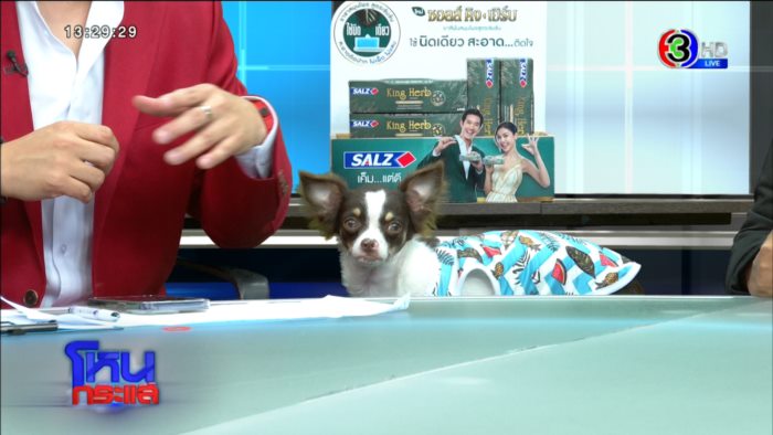 เรื่องหมา หมา แต่ปัญหาระดับชาติ !