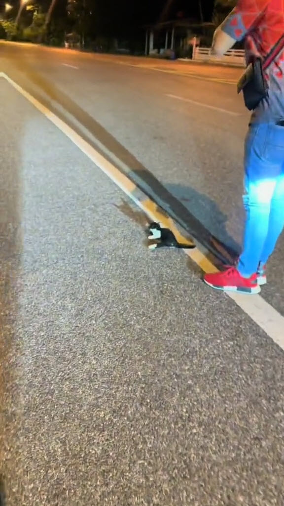 ช่วยแมวจร