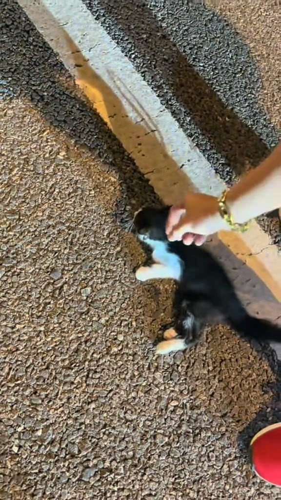 ช่วยแมวจร