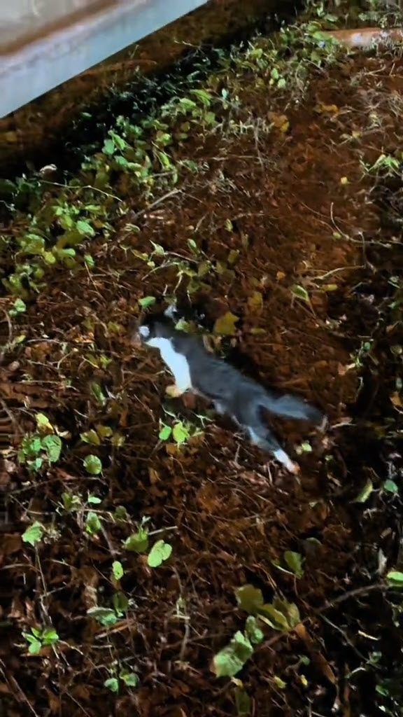 ช่วยแมวจร