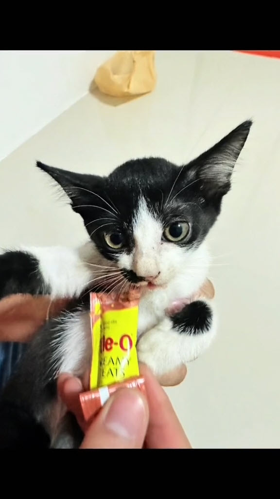 ช่วยแมวจร