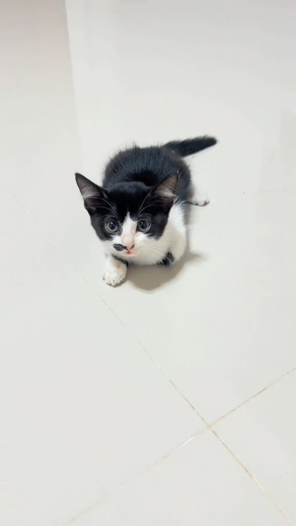 ช่วยแมวจร