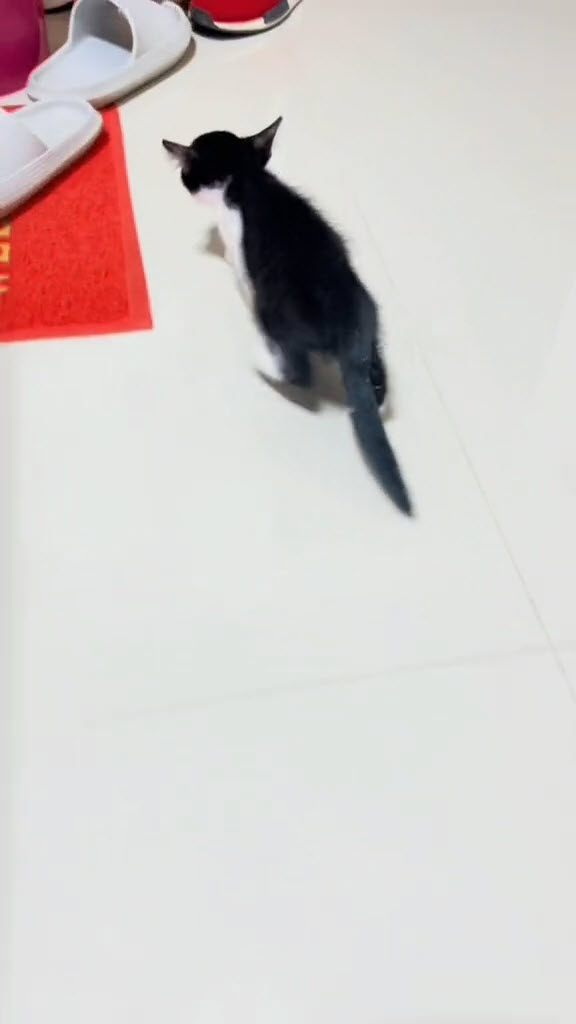 ช่วยแมวจร