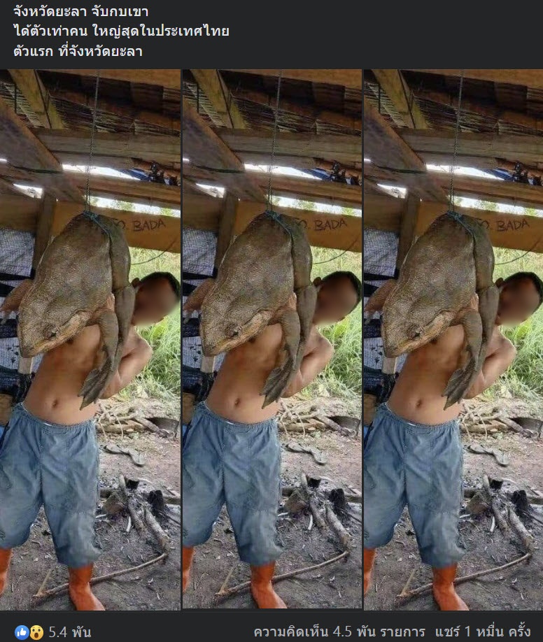  กบยักษ์ตัวเท่าคน 