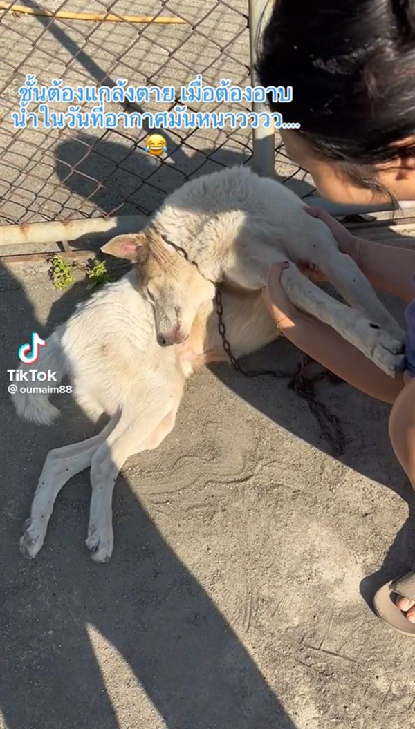 ไวรัล TikTok หมาแกล้งตาย