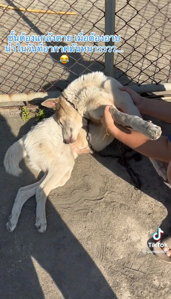 ไวรัล TikTok หมาแกล้งตาย