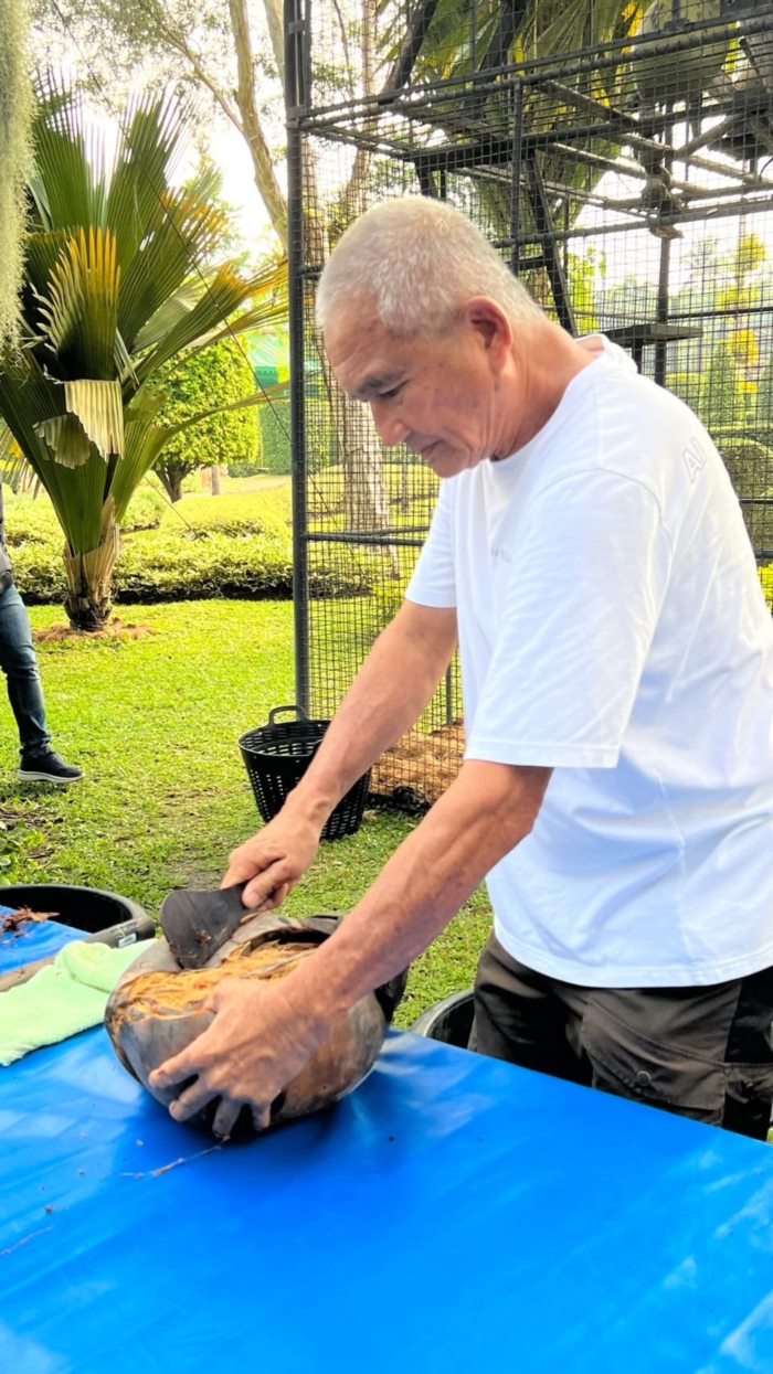 ปอกมะพร้าว