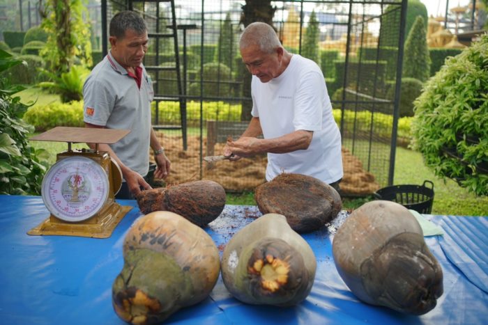 ปอกมะพร้าว