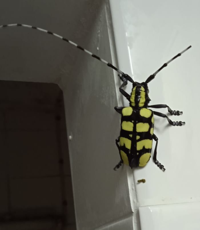 แมลงประหลาด