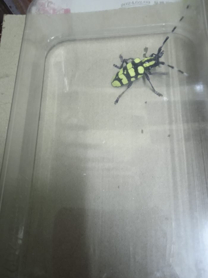 แมลงประหลาด