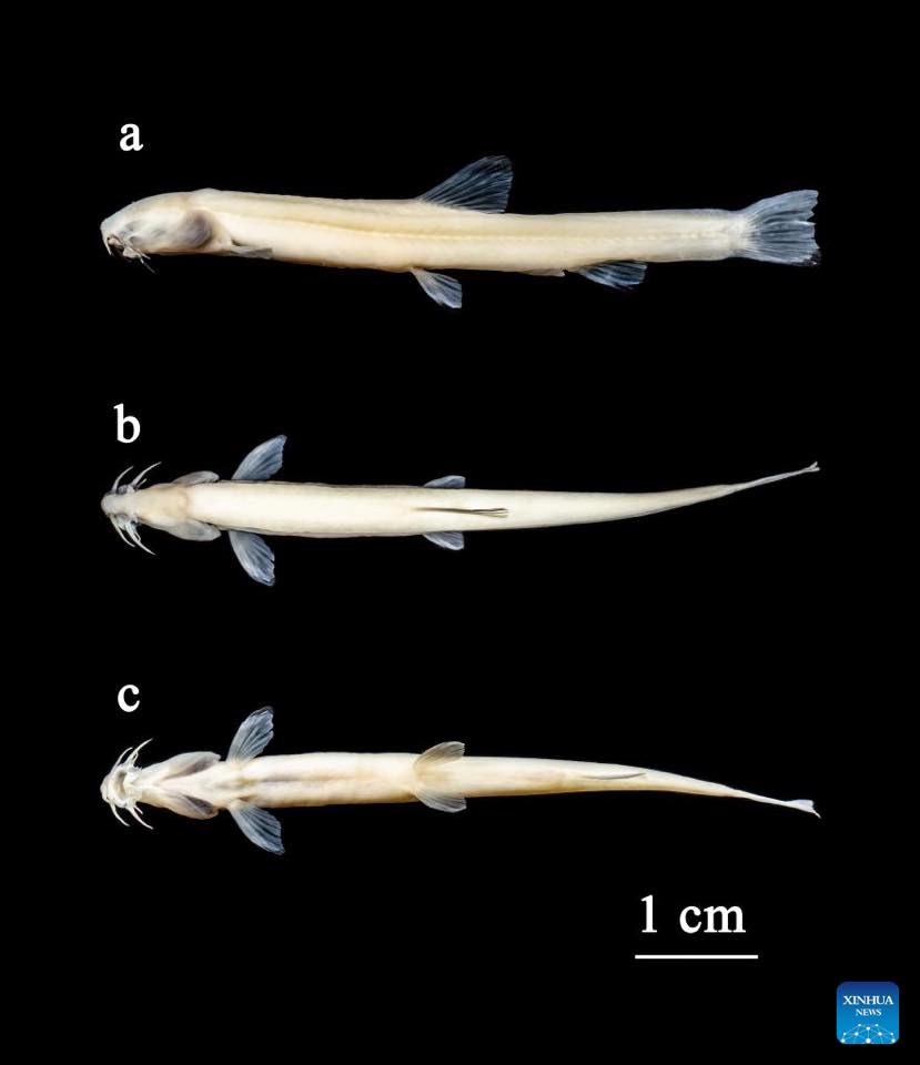 ปลาในถ้ำสายพันธุ์ใหม่ ! 