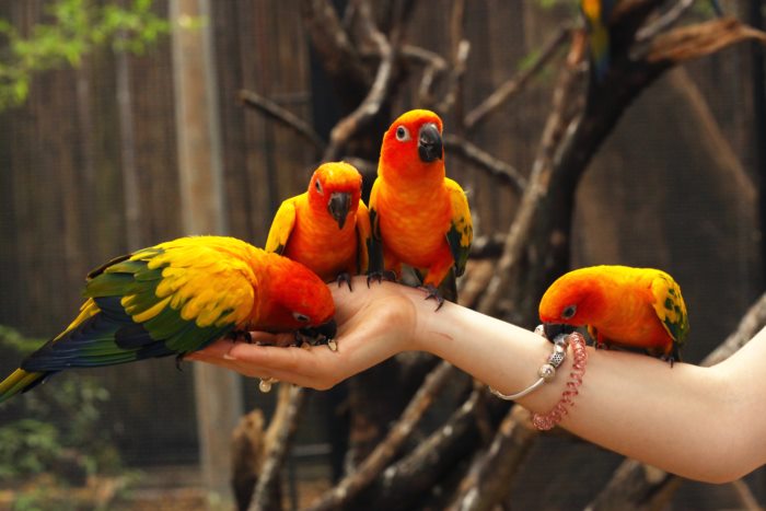 ทำงานสวนสัตว์