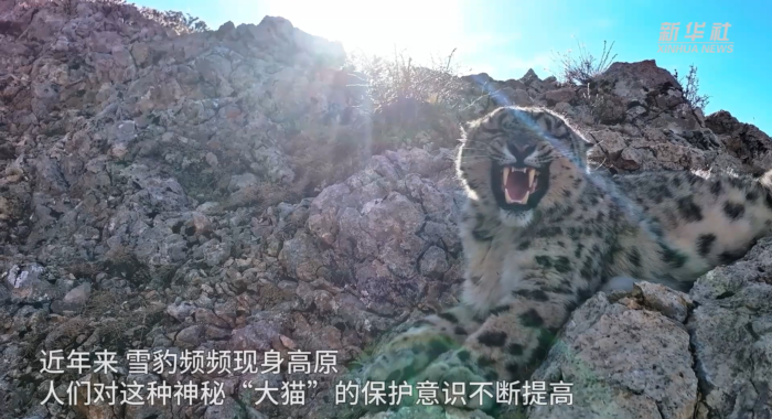 สัตว์ป่า