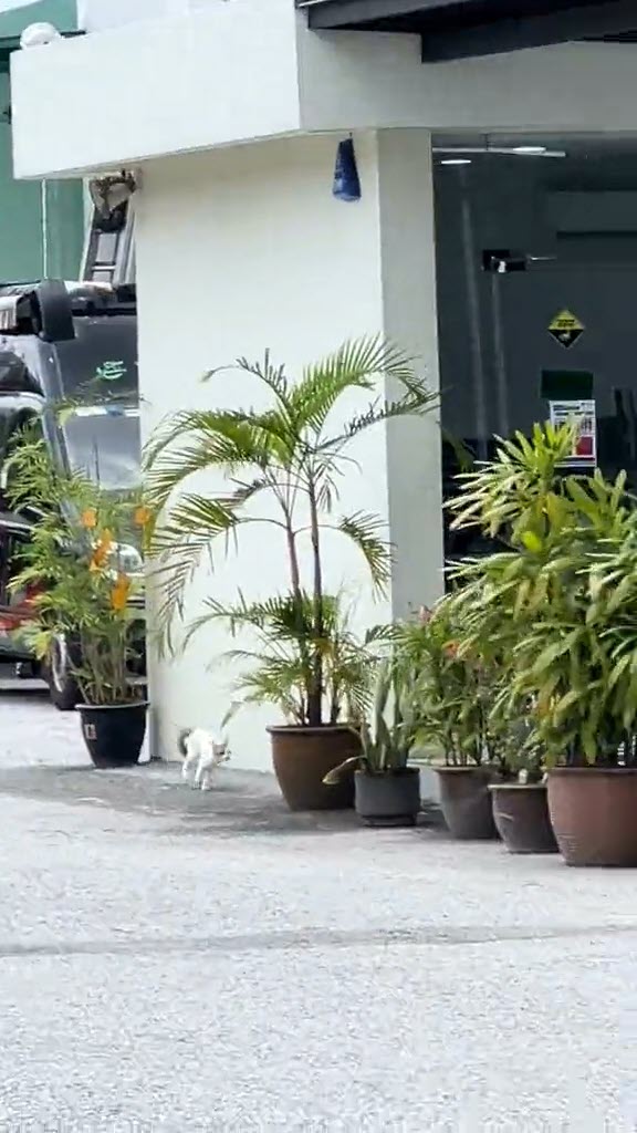 ช่วยแมว