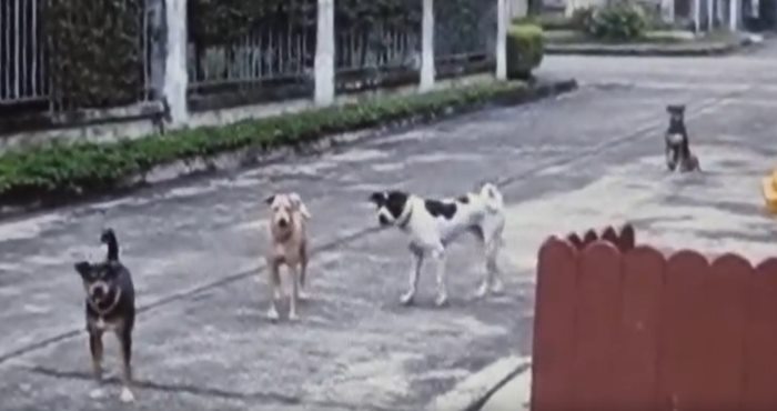 หมาเห่า