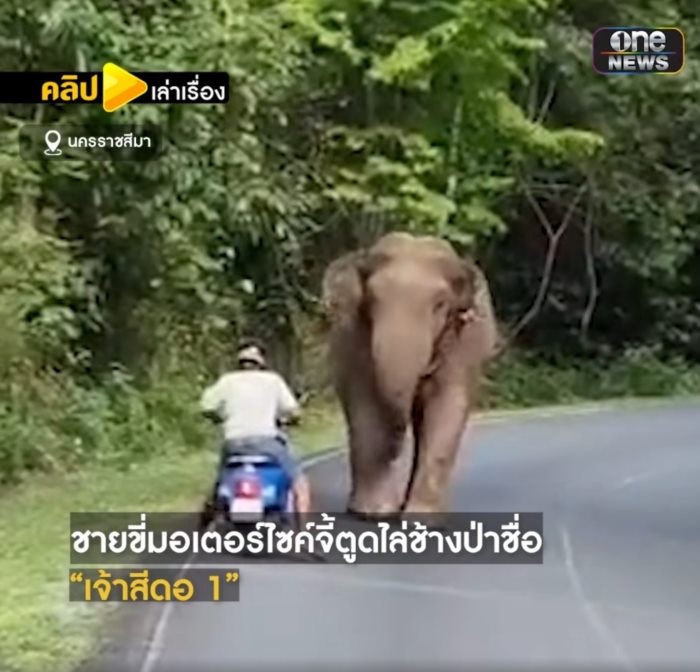 ช้างตกมันกลางเขาใหญ่ 