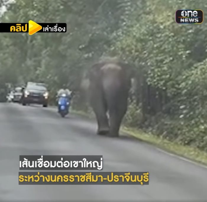 ช้างตกมันกลางเขาใหญ่ 