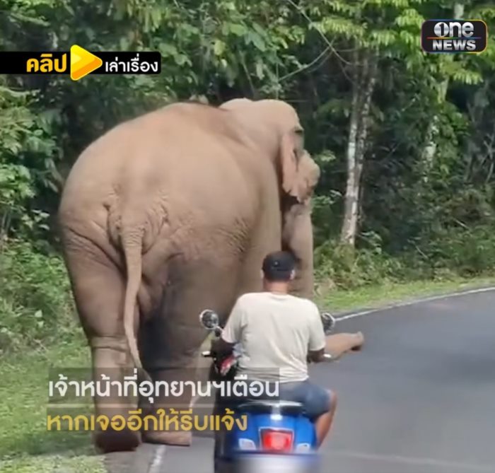 ช้างตกมันกลางเขาใหญ่ 