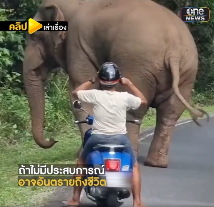 ช้างตกมันกลางเขาใหญ่ 