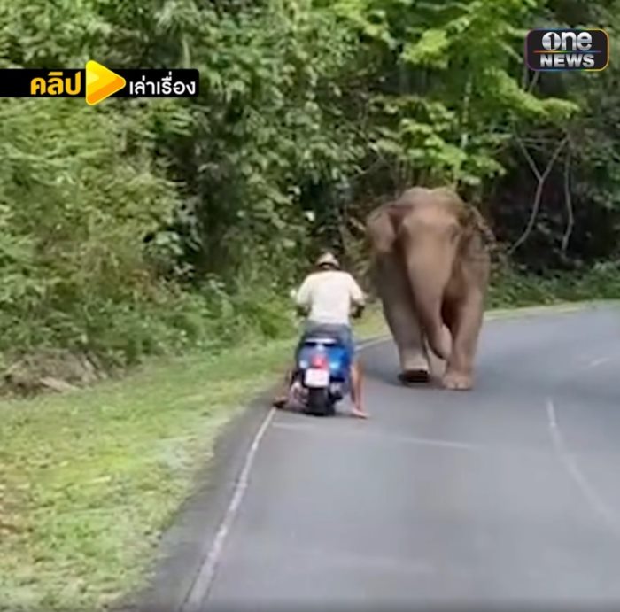 ช้างตกมันกลางเขาใหญ่ 