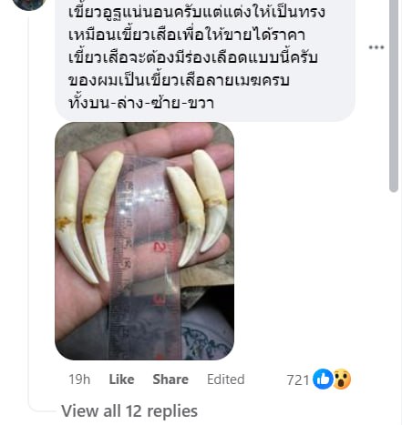 เขี้ยวเสือ 