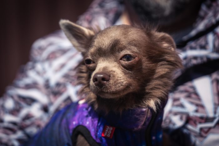 ตูบขึ้นเครื่องบิน