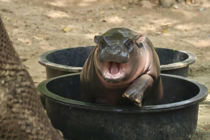 หมูเด้ง ฮิปโป