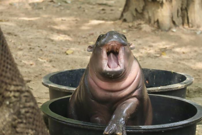 หมูเด้ง ฮิปโป