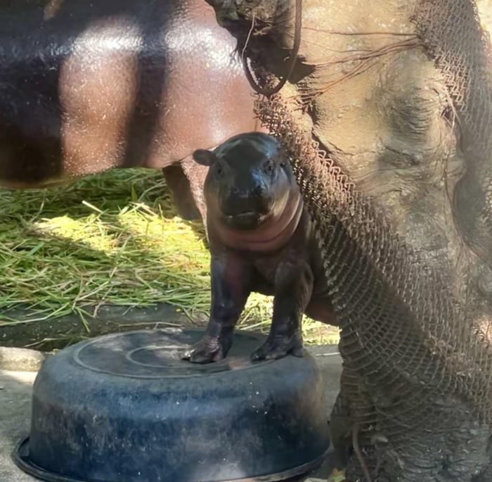 หมูเด้ง ฮิปโป