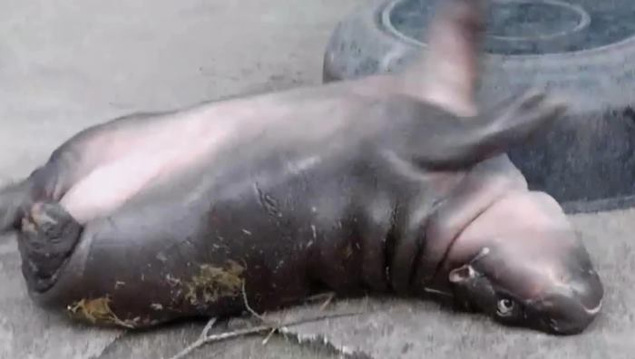 หมูเด้ง ฮิปโป